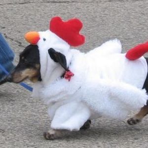 Meet your Posher, Sam